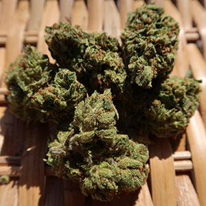 flowers angelica og
